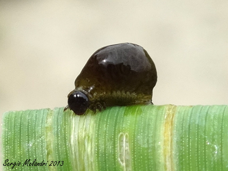 Strano esserino: larva di Oulema sp. (Chrysomelidae)